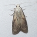 Bee Moth - Photo (c) kens18, some rights reserved (CC BY-NC), uploaded by kens18
