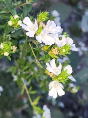 Westringia amabilis