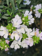 Westringia amabilis
