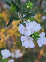 Westringia amabilis