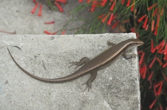 Eutropis multifasciata