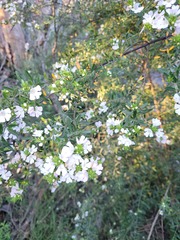 Westringia amabilis