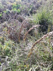 Pseudarrhenatherum longifolium