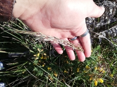 Pseudarrhenatherum longifolium