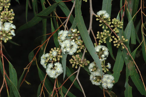 Eucalyptus elata Denham