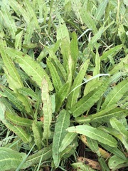 Rumex bidens