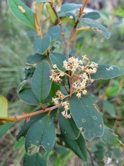 Pomaderris argyrophylla