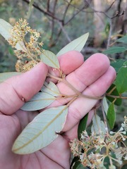 Pomaderris argyrophylla
