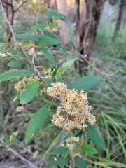 Pomaderris argyrophylla