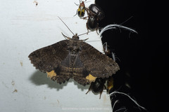 Daddala quadrisignata