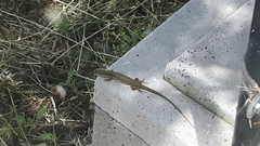Podarcis siculus