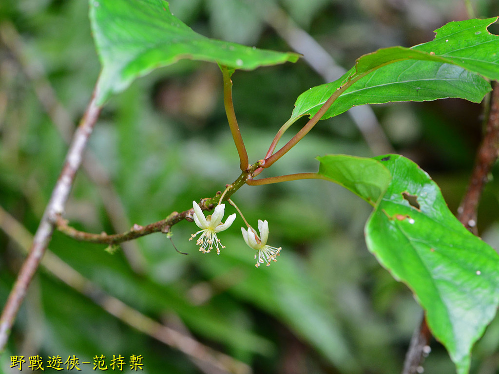 Actinidia callosa (Actinidia callosa)