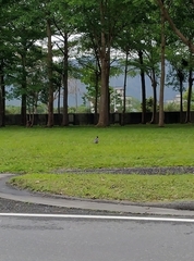 Phasianus colchicus formosanus