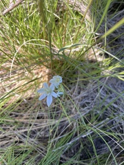 Ornithogalum orthophyllum