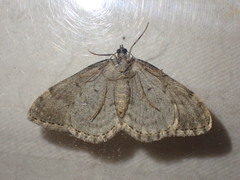 Coenotephria