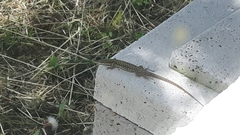 Podarcis siculus