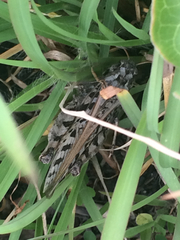 Pardalophora phoenicoptera