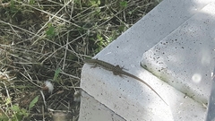 Podarcis siculus