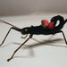 Black Beauty Stick Insect - Photo (c) Laurence Livermore, some rights reserved (CC BY-NC)