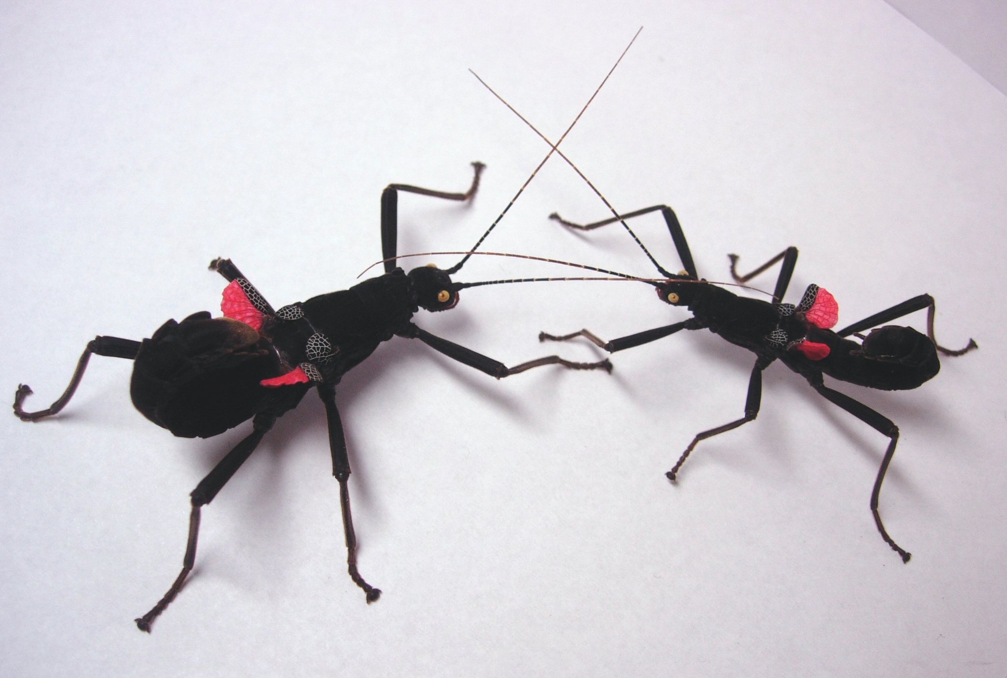 Black Beauty Stick Insect (Peruphasma schultei) · iNaturalist