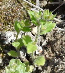 Campanula erinus