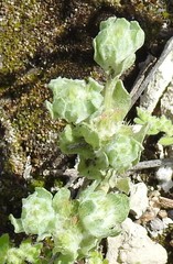 Bombycilaena discolor