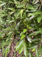 Ficus pumila awkeotsang