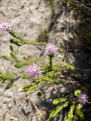 Stilbe ericoides