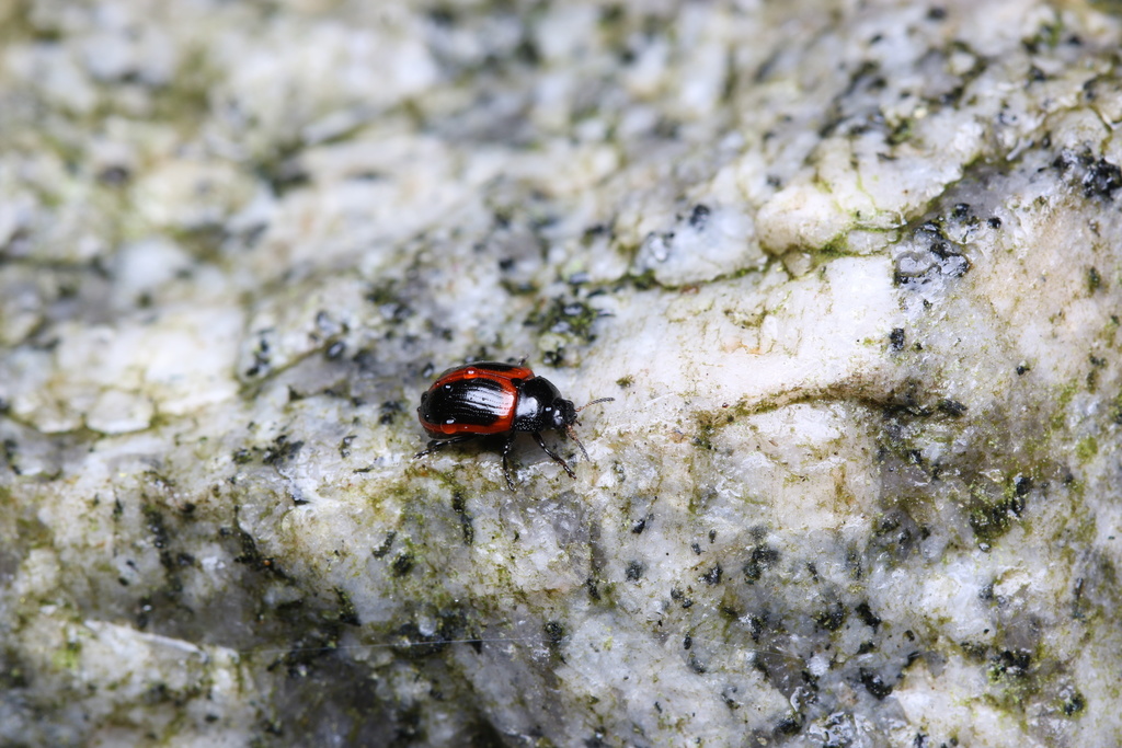 Gonioctena issikii