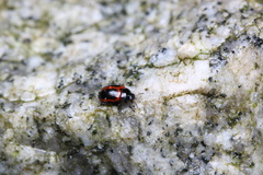 Gonioctena issikii