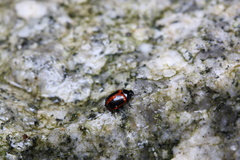 Gonioctena issikii