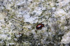 Gonioctena issikii