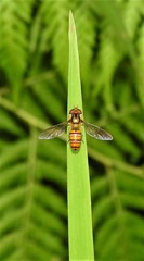 Episyrphus viridaureus