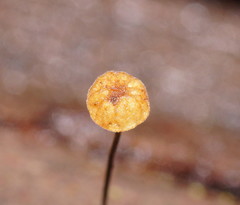 Marasmius alveolaris
