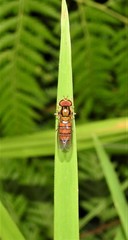 Episyrphus viridaureus