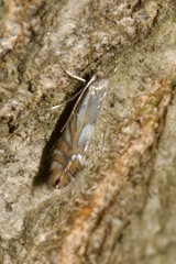 Phyllonorycter rajella