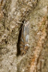 Phyllonorycter rajella