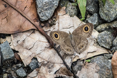 Ypthima baldus newboldi