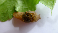 Helicarionidae