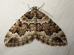 Lampropteryx suffumata