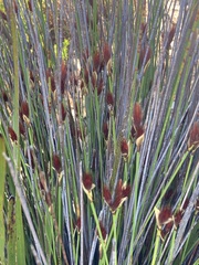 Hypodiscus aristatus