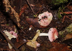 Russula persanguinea