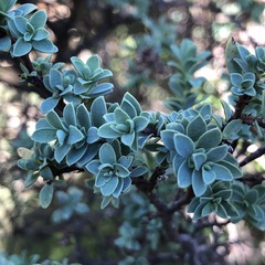 Pimelea serpyllifolia