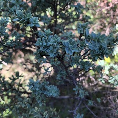 Pimelea serpyllifolia