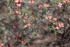 Indigofera heterotricha