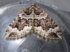 Lampropteryx suffumata