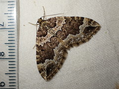 Lampropteryx suffumata