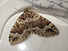 Lampropteryx suffumata