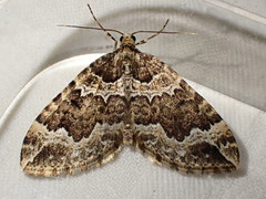 Lampropteryx suffumata