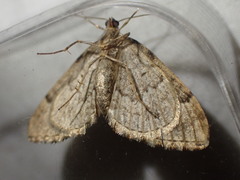 Lampropteryx suffumata